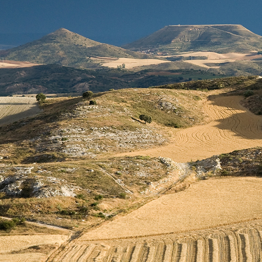 Los cerros yesíferos de Cogolludo-Torrebeleña son los únicos lugares de la zona que la agricultura no ha podido dominar. Pequeñas islas en las que se encuentra un tesoro de biodiversidad.